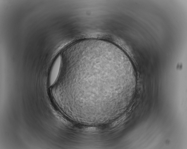 X0000099230058200805151639