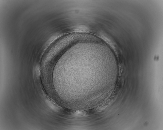 X0000099230060200805151639