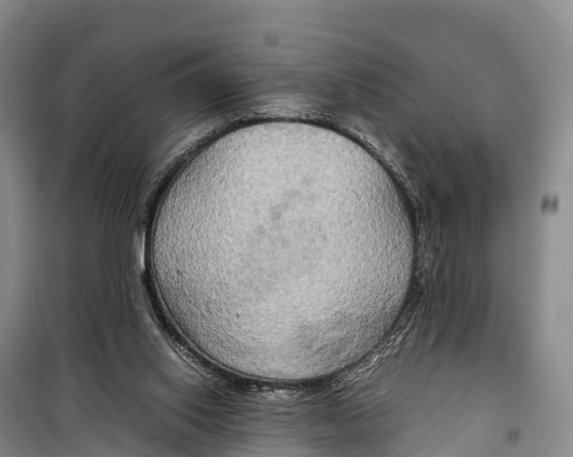 X0000099230062200805151639