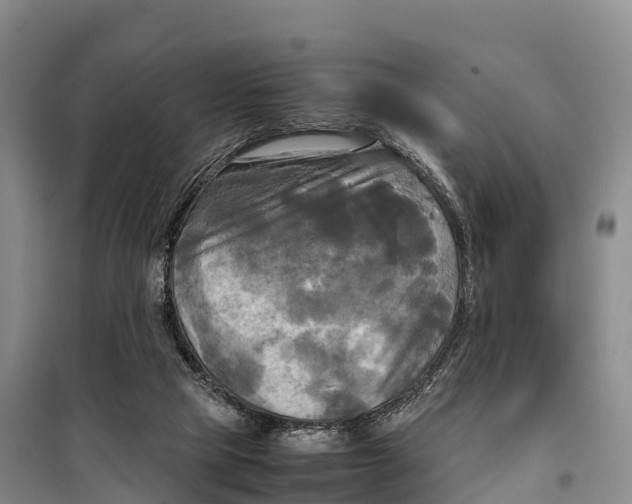 X0000099230065200805151639