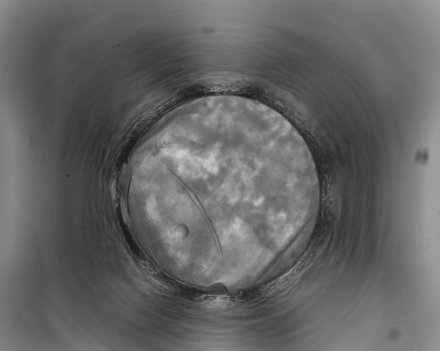 X0000099230074200805151639