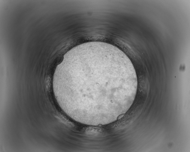 X0000099230077200805151639