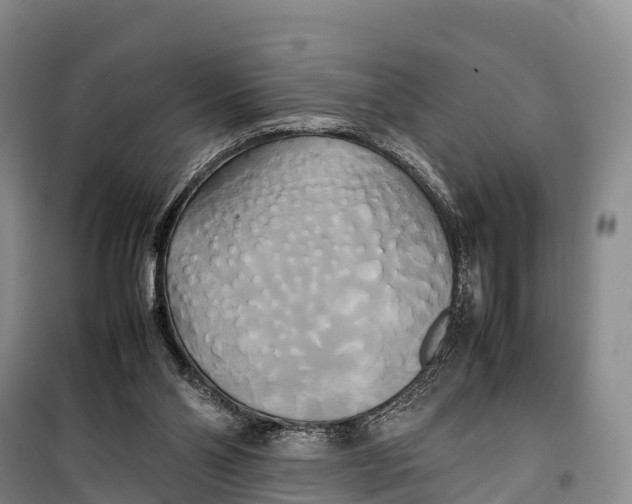 X0000099230110200805151638