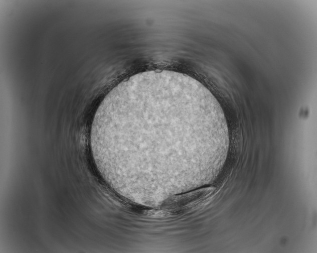 X0000099230135200805151638