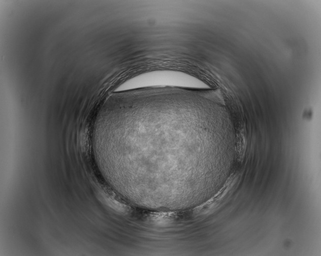 X0000099230136200805151638