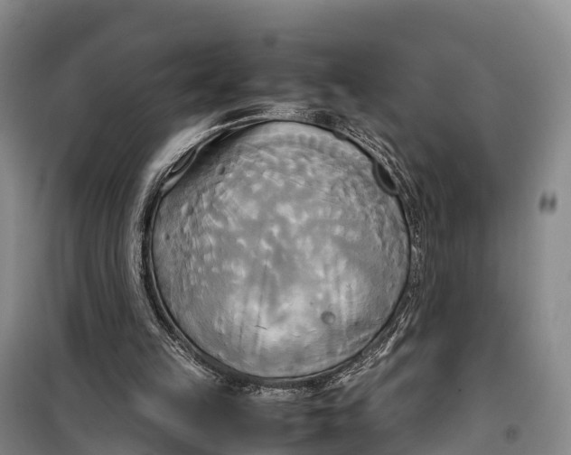 X0000099230149200805151637