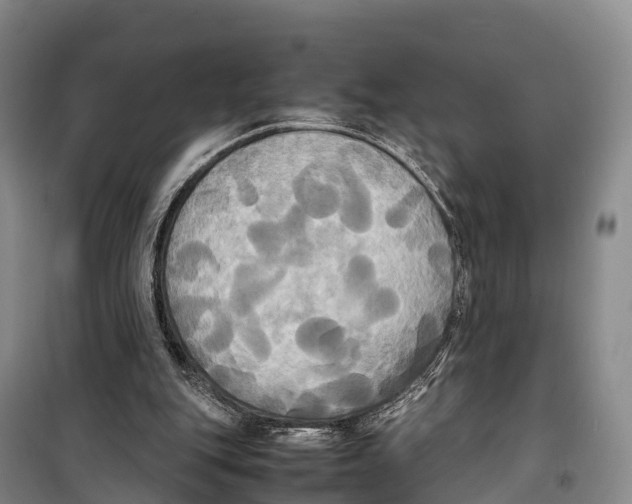 X0000099230151200805151637