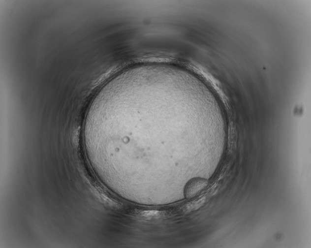 X0000099230153200805151637