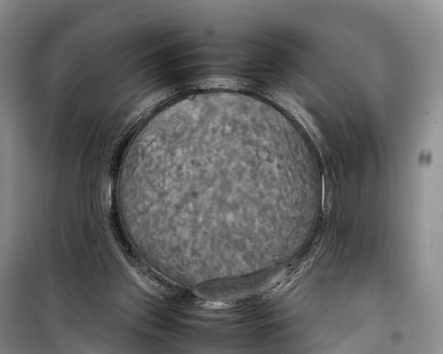 X0000099230157200805151637