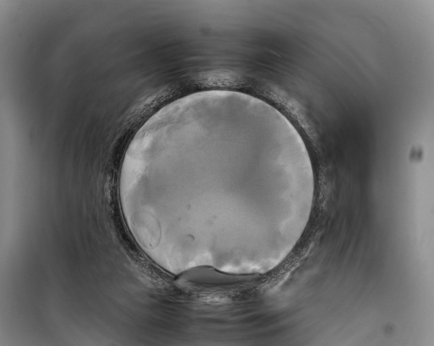 X0000099230161200805151638