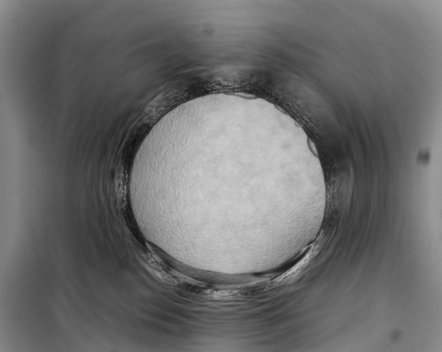 X0000099230186200805151638