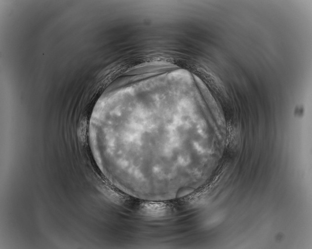 X0000099230189200805151638