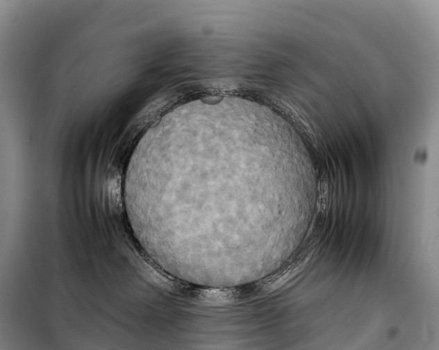 X0000099230238200805151637