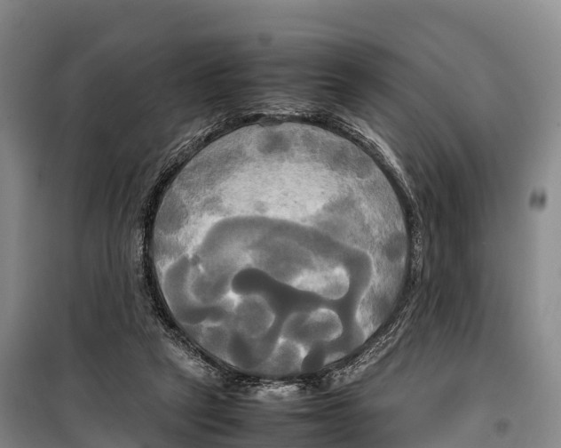 X0000099230257200805151636