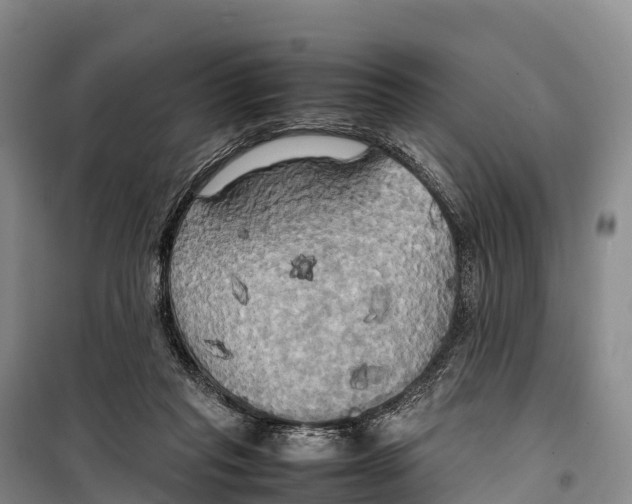 X0000099230261200805151636