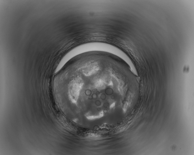 X0000099230263200805151636