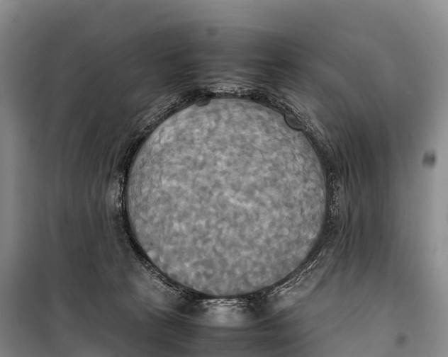 X0000099230273200805151636