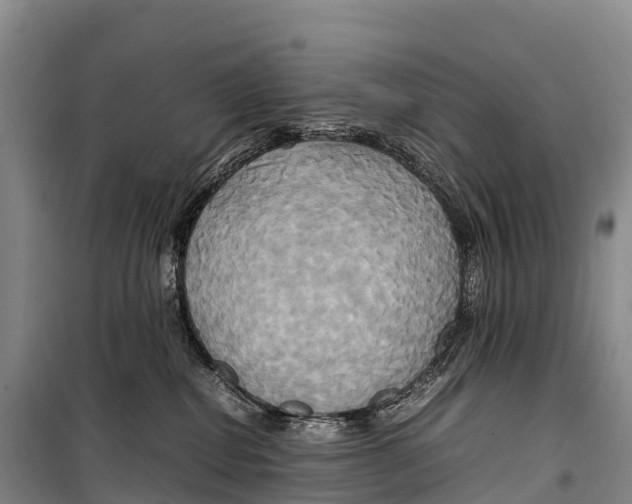 X0000099230282200805151636