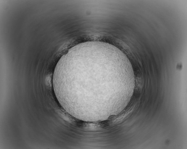 X0000099230286200805151636