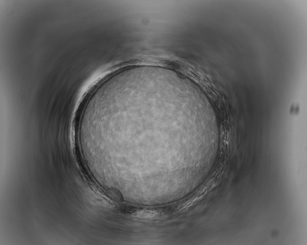 X0000099230294200805151636