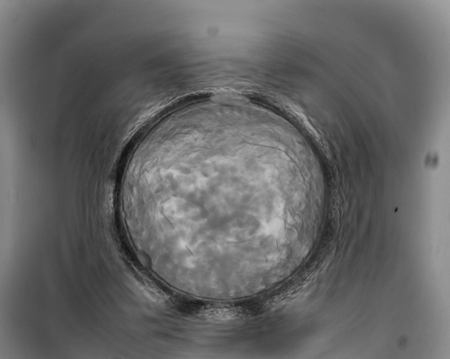 X0000099230299200805151636