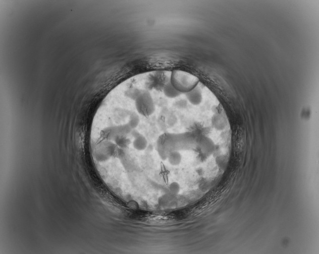 X0000099230315200805151635