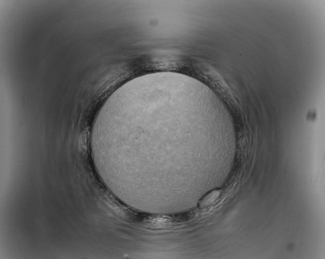 X0000099230325200805151635