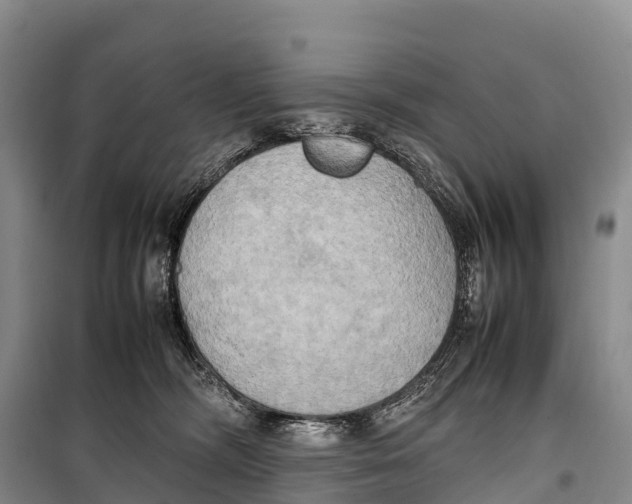 X0000099230326200805151635