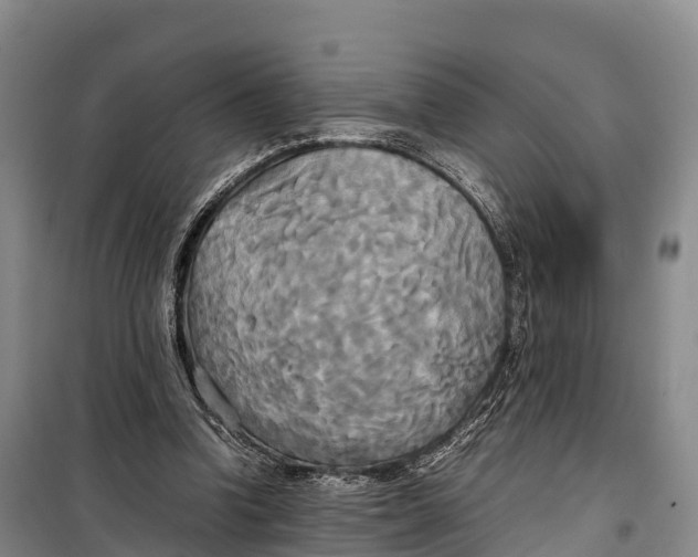 X0000099230346200805151635