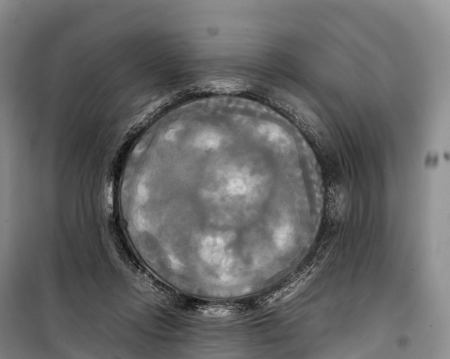 X0000099230358200805151635