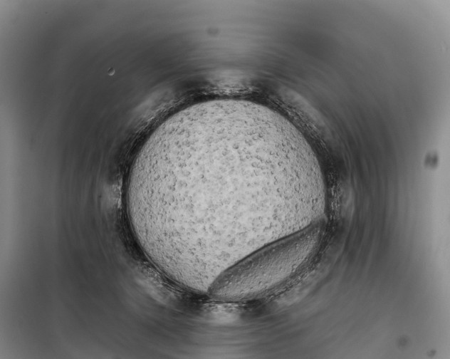 X0000099230368200805151635