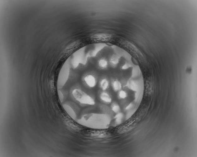 X0000099230377200805151635