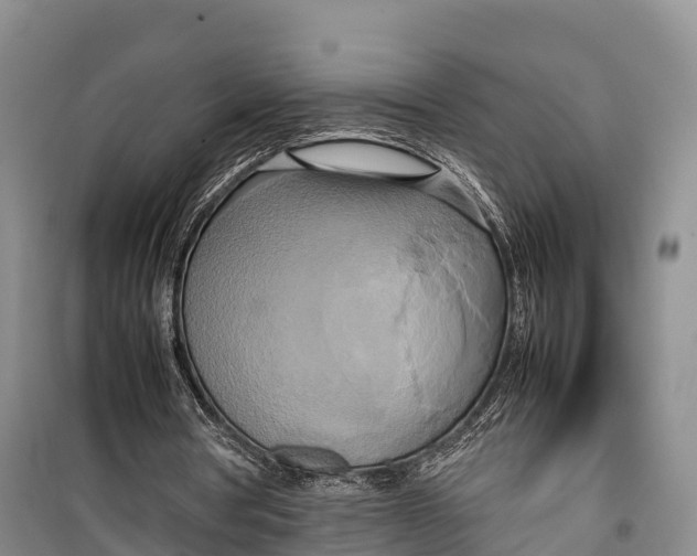 X0000099230386200805151634