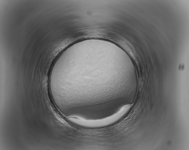 X0000099230389200805151634