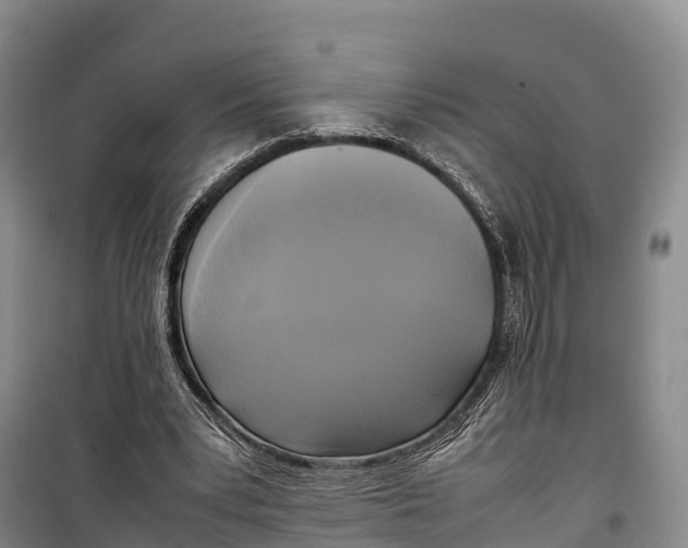 X0000099230391200805151634