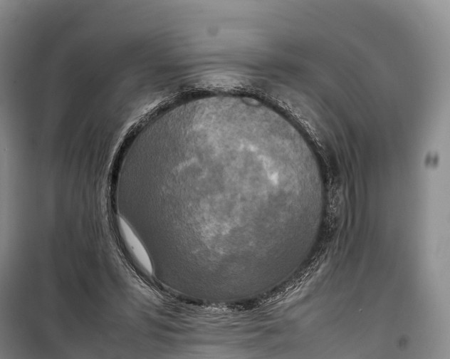 X0000099230399200805151634