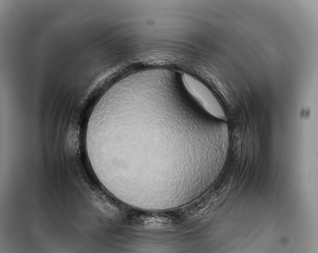 X0000099230400200805151634