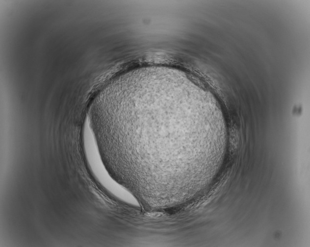 X0000099230401200805151634