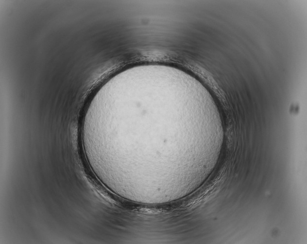 X0000099230442200805151633