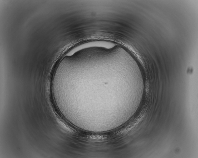 X0000099230445200805151633