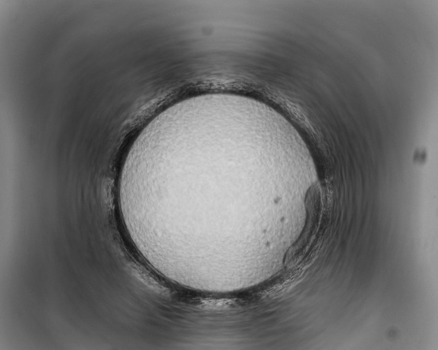 X0000099230450200805151633