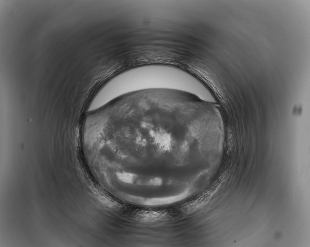 X0000099230453200805151633