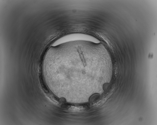 X0000099230455200805151633