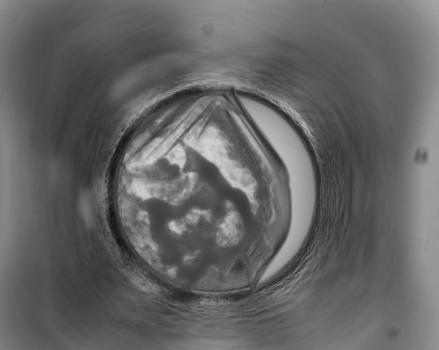 X0000099230487200805151633