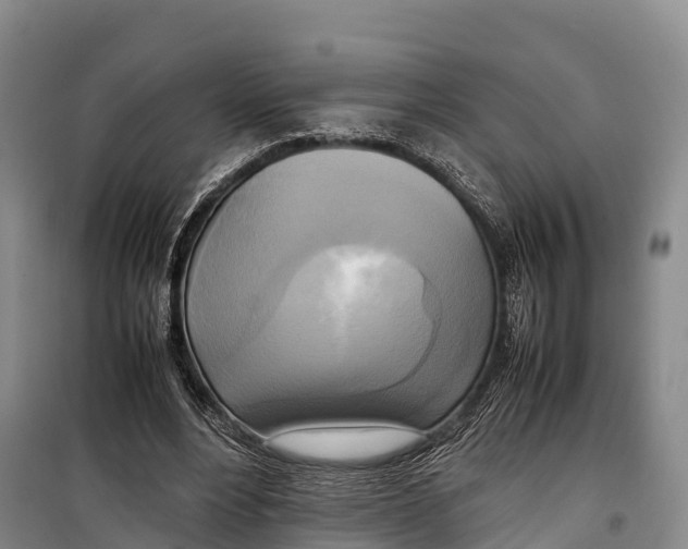 X0000099230488200805151633