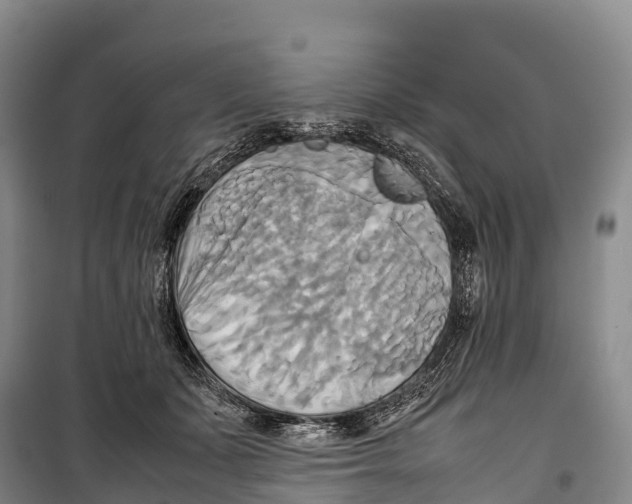 X0000099230511200805151632