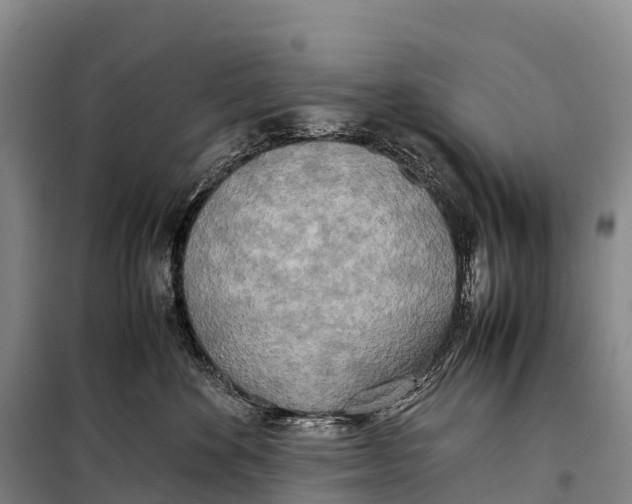 X0000099230524200805151632