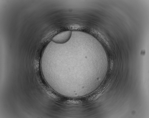 X0000099230545200805151632