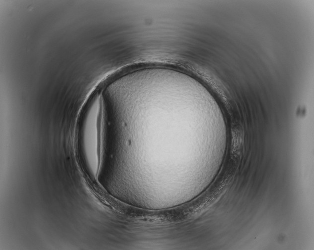 X0000099230580200805151631