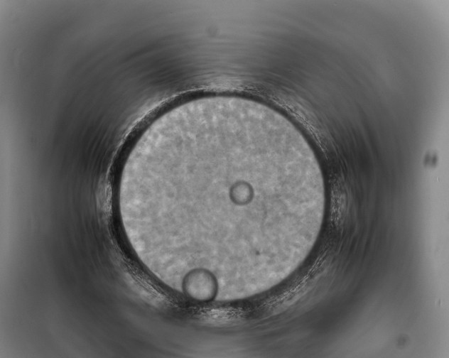 X0000099230584200805151631